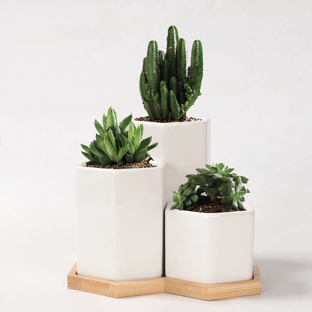 Hexagonal Ceramic Planter Set of 3 with Bamboo Tray — Modern Indoor Succulent Pot Home Office Desk Decor